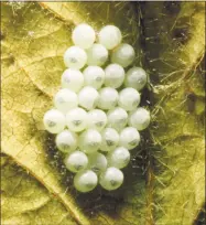  ?? Matt Rourke / Associated Press ?? A brown marmorated stinkbug’s eggs shown above. The bug, which attacks fruit crops, is native to Asia but began appearing in mid-Atlantic orchards in 2003.