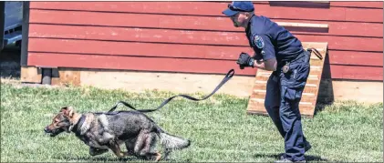  ?? SUBMITTED PHOTO ?? Police service dog Dali undergoes training.
