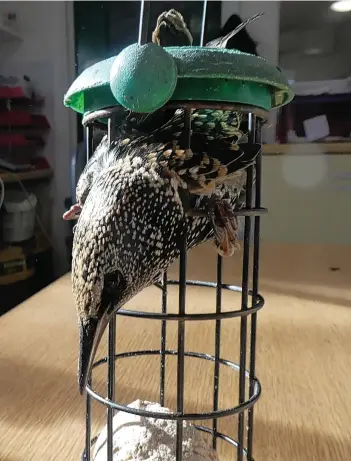  ??  ?? A starling became trapped in a bird feeder in Bridgwater