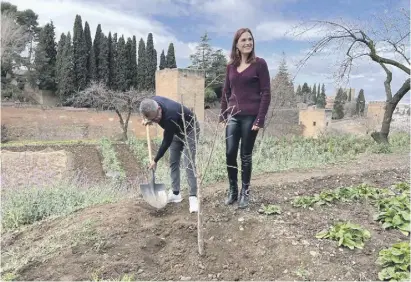  ?? Fotos: Stadt Elche/S. Wieczorek ?? In den Gärten der Alhambra wachsen jetzt vier Granatapfe­lbäume aus Elche.