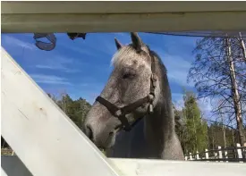  ?? FOTO: SPT ?? Enligt Hippos, centralorg­anisatione­n för travsport och hästuppföd­ning, finns det 16 000 stall och 74 400 hästar i Finland.