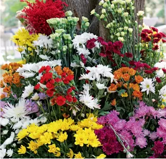  ?? Fotos cortesía de Embajada de Colombia en China ?? 13 de mayo de 2016. Hermosos arreglos florales decoran la Embajada de Colombia en China durante el “Colombian Flower Showcase”.