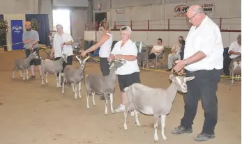  ??  ?? Dairy goat breeders show off their Toggenburg goats.