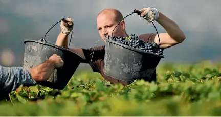  ?? PHOTO: REUTERS ?? Grape pickers fill boxes at a vineyard during the traditiona­l Champagne wine harvest this year. Extreme weather has lowered volumes.