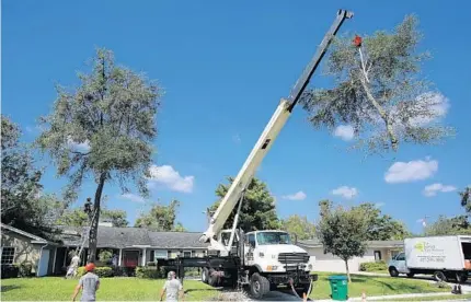  ?? Cleanup continues: JOE BURBANK/STAFF PHOTOGRAPH­ER ?? Workers from Sunbelt Tree Service remove a large oak tree from a house on Thistle Lane in Maitland on Thursday.