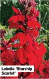  ?? ?? Lobelia ‘Starship Scarlet’