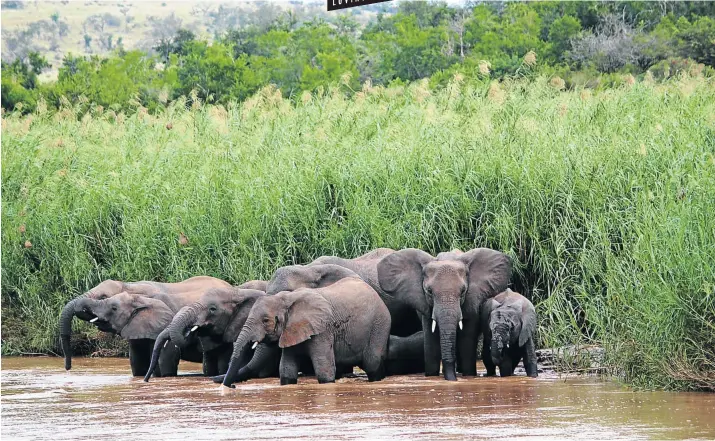  ?? Picture: Matthew Savides ?? BRIEF ENCOUNTER A herd of elephants splash about in the Black Imfolozi River in Hluhluwe/iMfolozi Park.