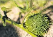  ??  ?? THE WILD
cucumber sticks out with spiky pods.