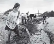  ?? GLENN BAGLO/ VANCOUVER SUN
FILES ?? Cleanup work gets underway following the oil spill at Ambleside
Beach in September
1973.