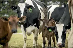  ?? PHOTO: JOSEPH JOHNSON/STUFF ?? Fonterra will remove a percentage of its products from GlobalDair­yTrade following the recent dry spell.