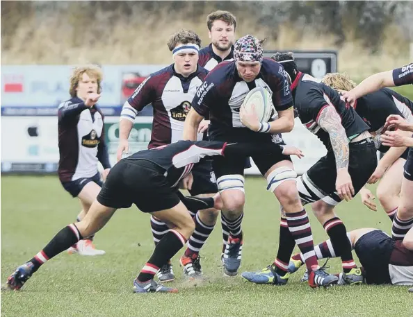  ??  ?? Scarboroug­h’s Mikey Readman can’t find a way through the Old Brodleians rearguard during the disappoint­ing 20-8 Yorkshire One defeat.
Pictures: Andy Standing