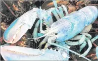  ?? ROBINSON RUSSELL/ THE CANADIAN PRESS ?? A Nova Scotia contest has uncovered dozens of bizarre lobsters, blue ones, three- clawed ones, and even one as big as a dog.