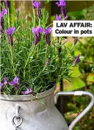  ??  ?? LAV AFFAIR: Colour in pots