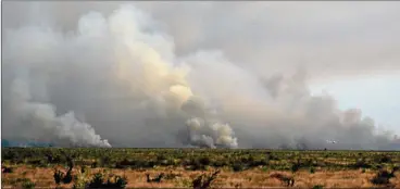  ?? TELAM ?? AFECTADAS. El fuego dañó cerca de 25 hectáreas de la reserva ubicada a 20 km de La Plata.