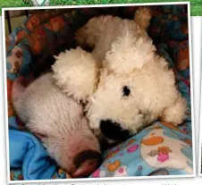  ??  ?? Pig in a blanket: Peggy takes a snooze with her cuddly toy. Right: The piglet with Mrs Buck’s terrier Eddie