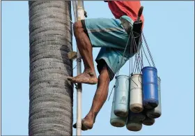  ?? ?? Choeun climbs down a palm tree with collected sap.