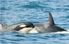  ??  ?? In whale species like orcas, individual­s have extended one-on-one contact required to develop social behaviour, says a research study conducted largely at the University of British Columbia.