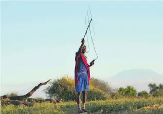  ?? Tony Karumba / AFP ?? Above, a Kenyan Maasai warrior uses an antenna to tune in on a signal from a radio collar fitted on a lioness, left, to locate her pride in the Selenkay Reserve.