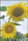  ?? (Special to NWA DemocratGa­zette/Sally Carroll) ?? Smith, a retiree from northcentr­al Iowa, enjoys planting and caring for these sunflowers, the biggest of which is probably around 10 feet tall.