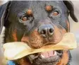  ?? Foto: Kasper/dpa ?? Rottweiler treiben ein böses Spiel mit dem Schäferhun­d.