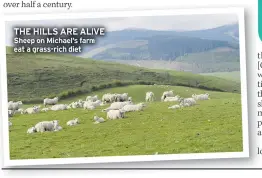  ?? ?? THE HILLS ARE ALIVE Sheep on Michael’s farm eat a grass-rich diet