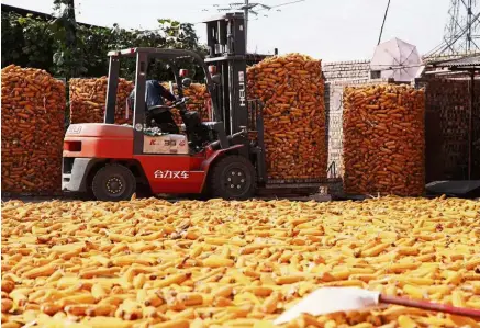  ?? — Reuters ?? Good times again: A man operating a forklift at a corn farm in a village in Linfen, Shanxi province. China also buys corn from the United States and things are expected to be normal again thanks to the recent positive trade talks.