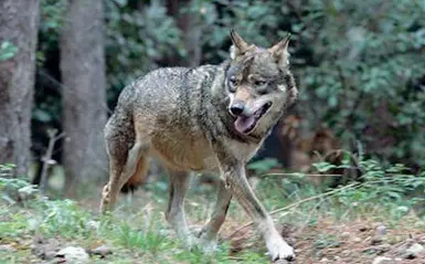  ??  ?? Timori Un lupo nel bosco. I contadini temono danni al bestiame