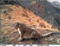  ?? XINHUA ?? An image of a snow leopard is captured by an infrared camera in the Sanjiangyu­an area in January.