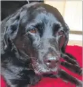  ??  ?? Labrador Hetty was killed in a hit and run in Platts Heath