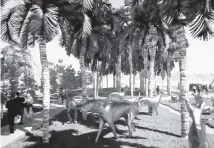  ?? Art and Sculpture Unlimited ?? Video image shows cat and dog sculptures on display at park near Perez Art Museum Miami.