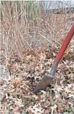  ?? JAN RIGGENBACH ?? Root-pruning 6 months to a year before transplant­ing a shrub improves its chance of survival.