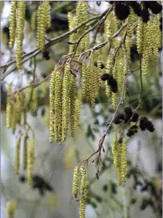  ??  ?? Catkins and last year’s female cones on an Alder tree.