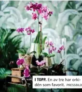  ?? PRESSBILD ?? I TOPP. En av tre har orkidén som favorit.