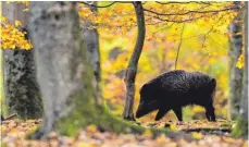  ?? FOTO: LINO MIRGELER ?? Um das Risiko eines Ausbruchs der Afrikanisc­hen Schweinepe­st zu minimieren, will Agrarminis­ter Peter Hauk die Wildschwei­npopulatio­n im Land dezimieren.