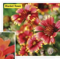  ??  ?? Blanket flower