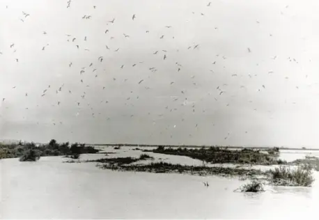  ?? Foto: Anton ?? Wilder Lech: Tausende Lachseesch­walben steigen auf diesem Bild auf Höhe des heutigen Mandichose­es auf. Fischer (Archivbild)