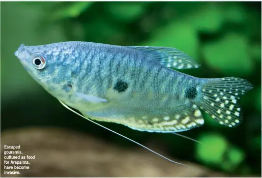  ??  ?? Escaped gouramis, cultured as food for Arapaima, have become invasive.