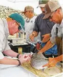  ??  ?? Texas inland fisheries staff prepare an adult female striped bass caught from the Trinity River for a trip to the state’s hatchery, where it will be used to produce fingerling­s stocked in public waters.