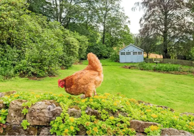  ??  ?? Although chickens require space to roam and explore, their safety and possible damage to flower beds should also be considered.