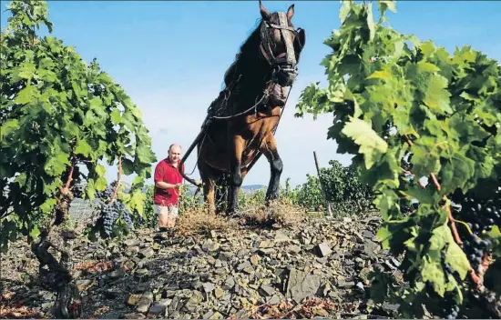  ?? XAVI JURIO ?? Tradición. Costers del Priorat, proyecto nacido en el 2000, ha recuperado el caballo para faenar en viñedos con 80 años de historia