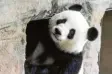  ?? Foto: Zinken, dpa ?? Panda-Mama Meng Meng vor wenigen Tagen im Berliner Zoo.