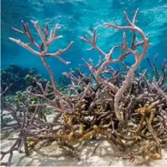  ??  ?? Pada 2018, David Doubilet (bawah) menemani ilmuwan di Great Barrier Reef Australia, mengambil sampel koral yang pulih setelah pemutihan karang. Di tengah potongan kematian, “akropora penyintas berdiri tegak dan menggapai matahari,” catatnya.