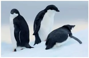  ??  ?? WILD WANDERS Small Adélie penguins that were separated from their colony