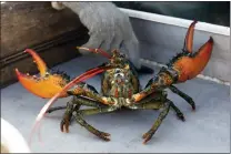  ?? ?? A lobster rears its claws after being caught off Spruce Head, Maine, Tuesday, Aug. 31, 2021.