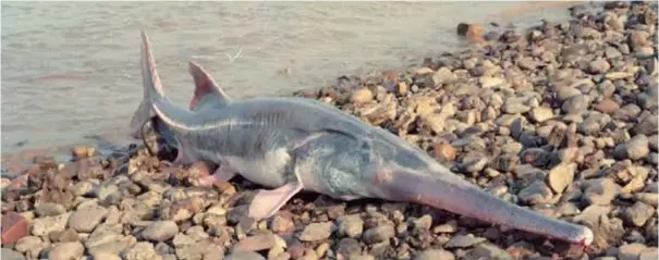  ?? ?? A stranded Chinese paddlefish is photograph­ed in the 1990s. — Courtesy of Wei Qiwei