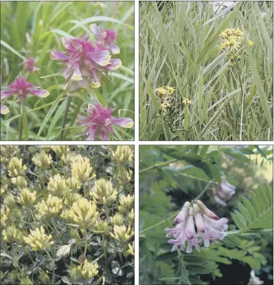  ??  ?? NEGLECTED SANCTUARY: Clockwise from top left, crested cow-wheat, fen ragwort, wood bitter-vetch. and sulphur clover, some of the rare plants that are hanging on to survival in Britain’s road verges, which have become their last refuges. PICTURES:...