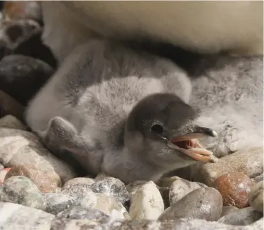  ?? ?? Fifteen chicks have been born so far this breeding season at Edinburgh Zoo, 10 gentoos and five northern rockhopper­s