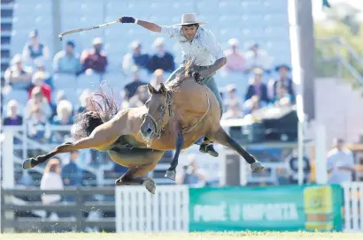  ?? Picture: Reuters ?? A gaucho rides an untamed horse during the Creole week celebratio­ns in Montevideo, Uruguay, on Monday.