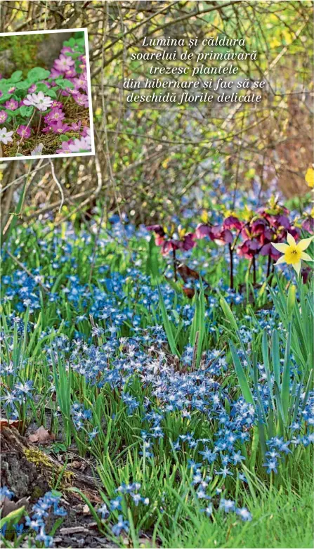  ??  ?? Florile mici de primăvară cum sunt viorelele (Scilla siberica) arată bine mai ales în grupuri mari. Plantele bulboase se înmulțesc singure, așa că în câțiva ani creează mări albastre în grădină