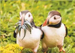  ?? KRISZTINA SCHEEFF ?? This photo of an Atlantic puffin with its beak overflowin­g with fish as it stands next to another puffin was taken on a Scottish island.